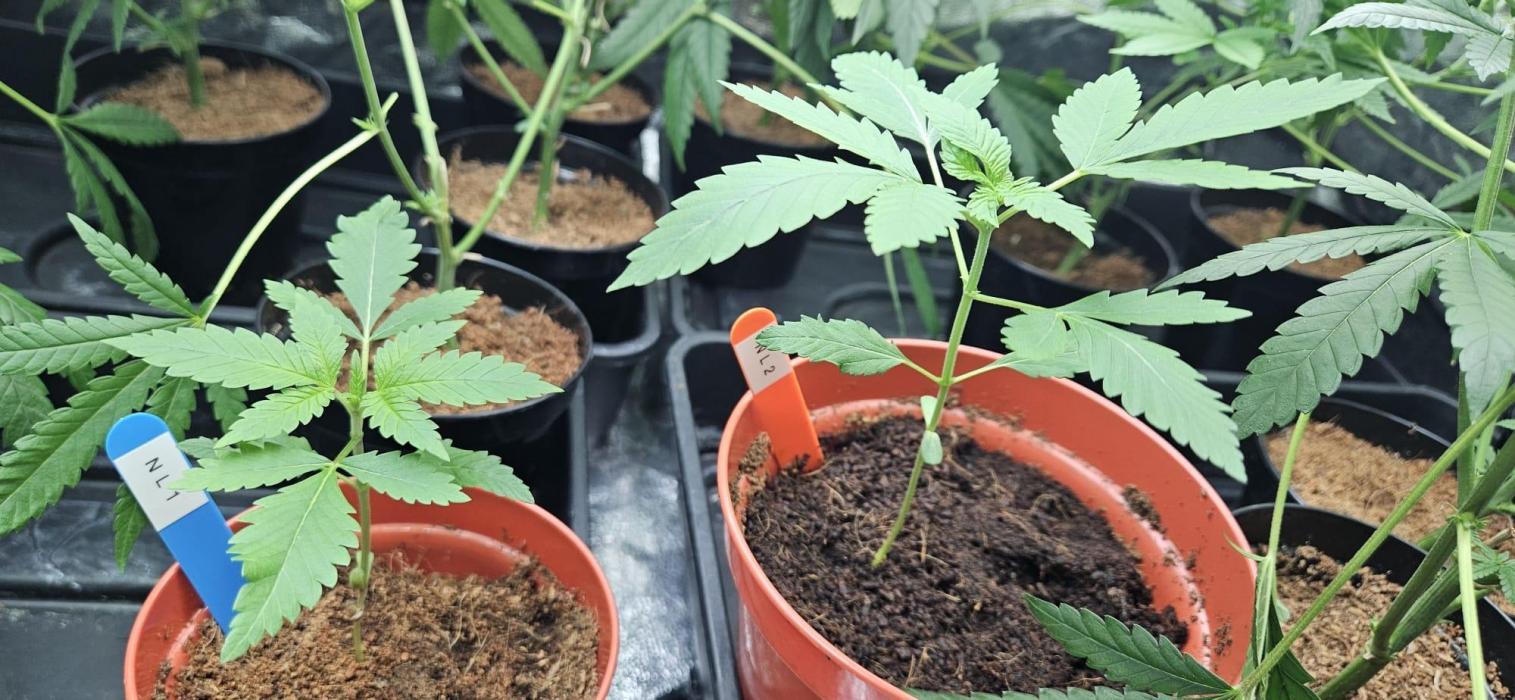 Northern Lights. Week 3