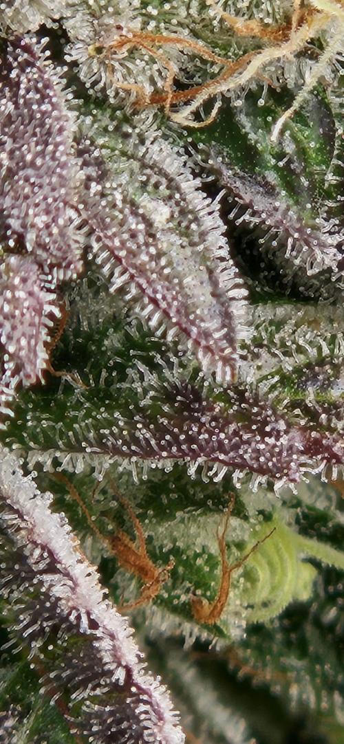 Black Domina. Week 8