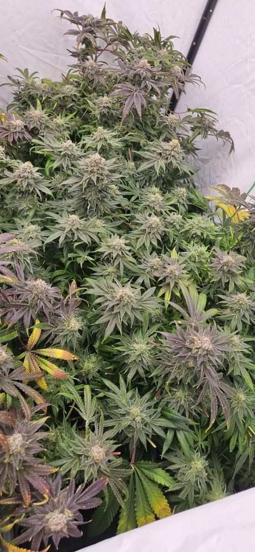 Black Domina. Week 8