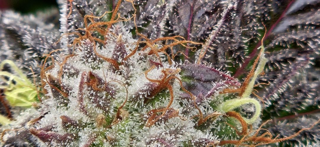 Black Domina. Week 8