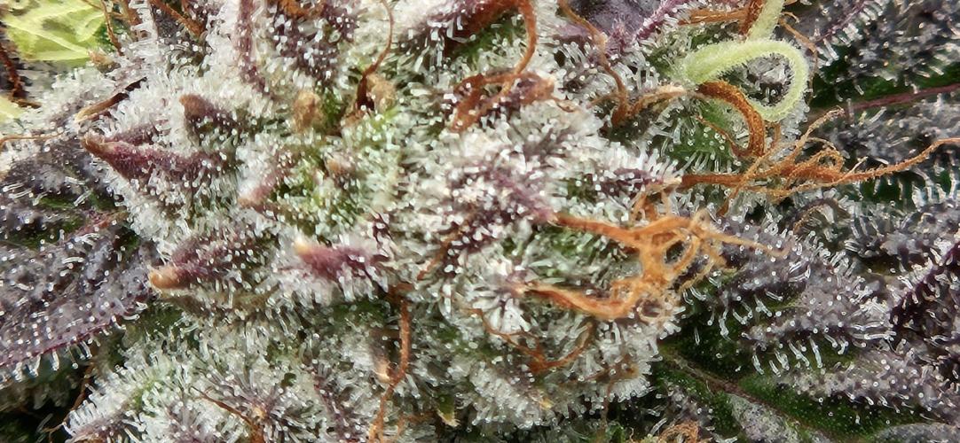 Black Domina. Week 8