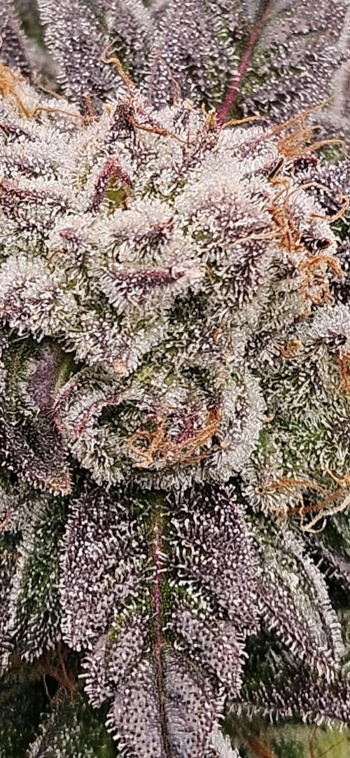 Black Domina. Week 8