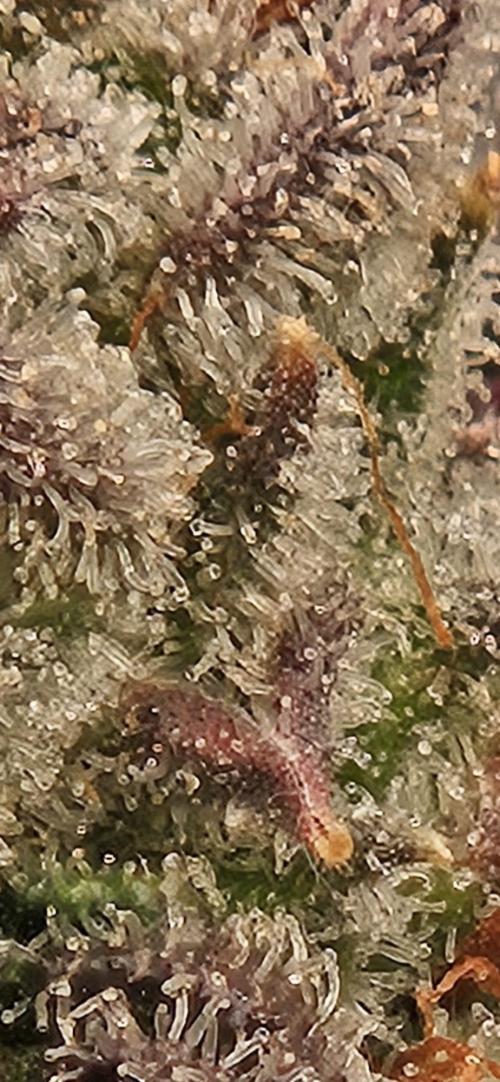Black Domina. Week 8
