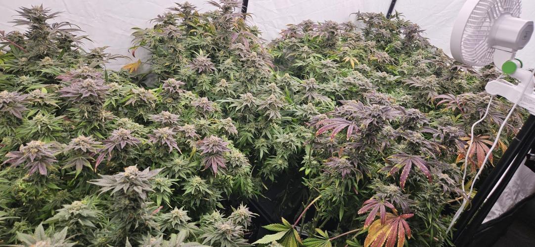 Black Domina. Week 8
