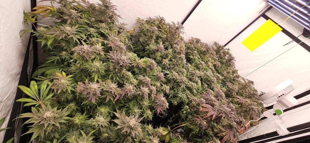 Black Domina. Week 8