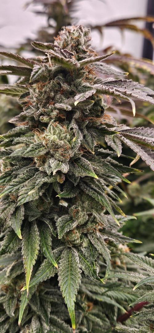 Black Domina. Week 8