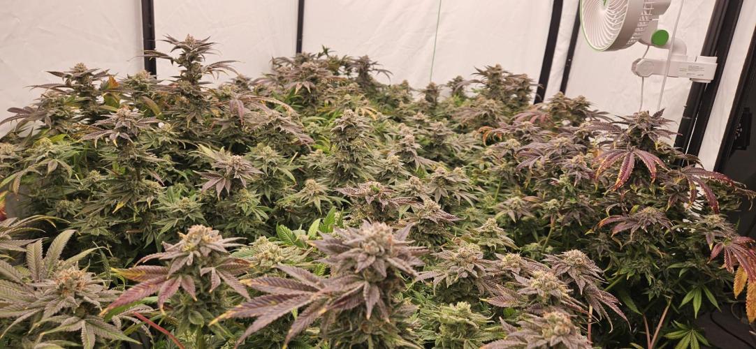 Black Domina. Week 8