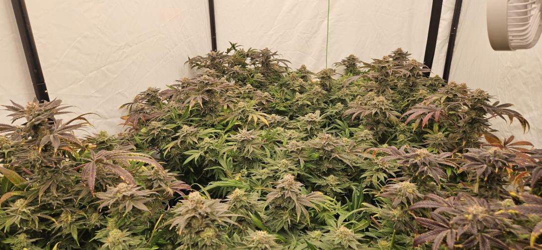 Black Domina. Week 8