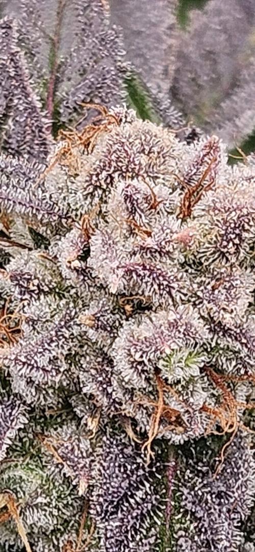 Black Domina. Week 8