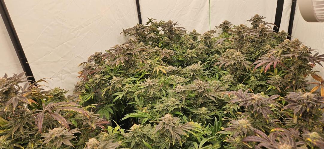 Black Domina. Week 8