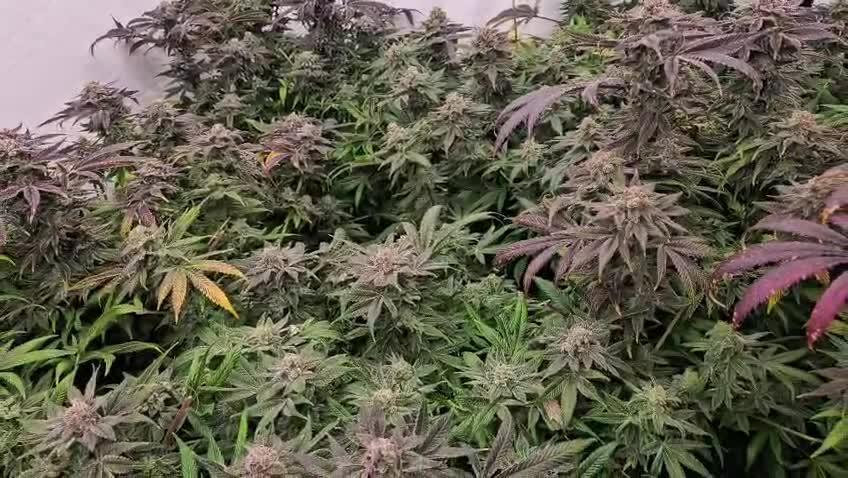 Black Domina