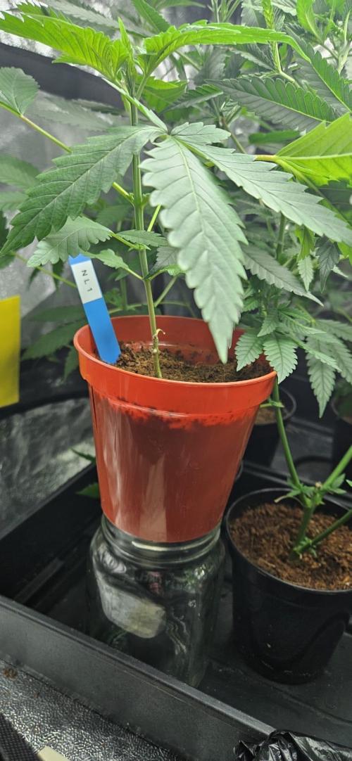 Northern Lights. Week 4