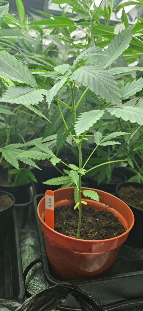 Northern Lights. Week 4