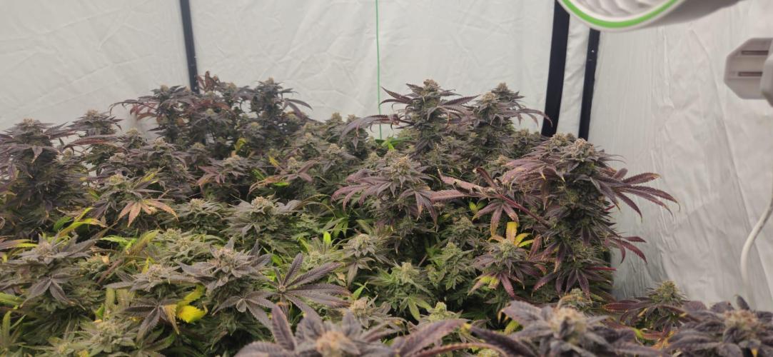 Black Domina. Week 9