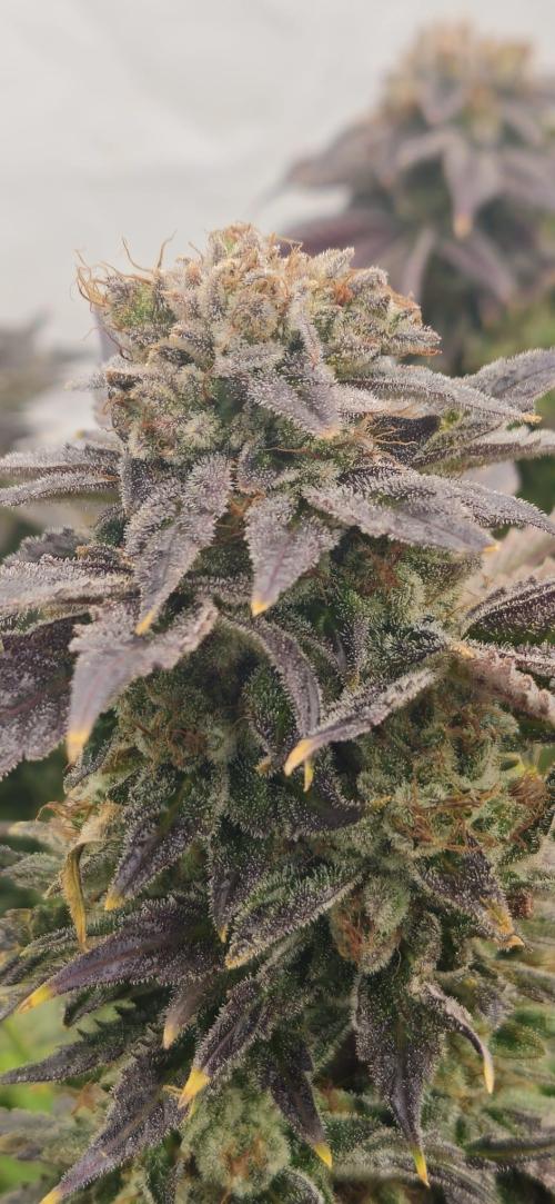 Black Domina. Week 9