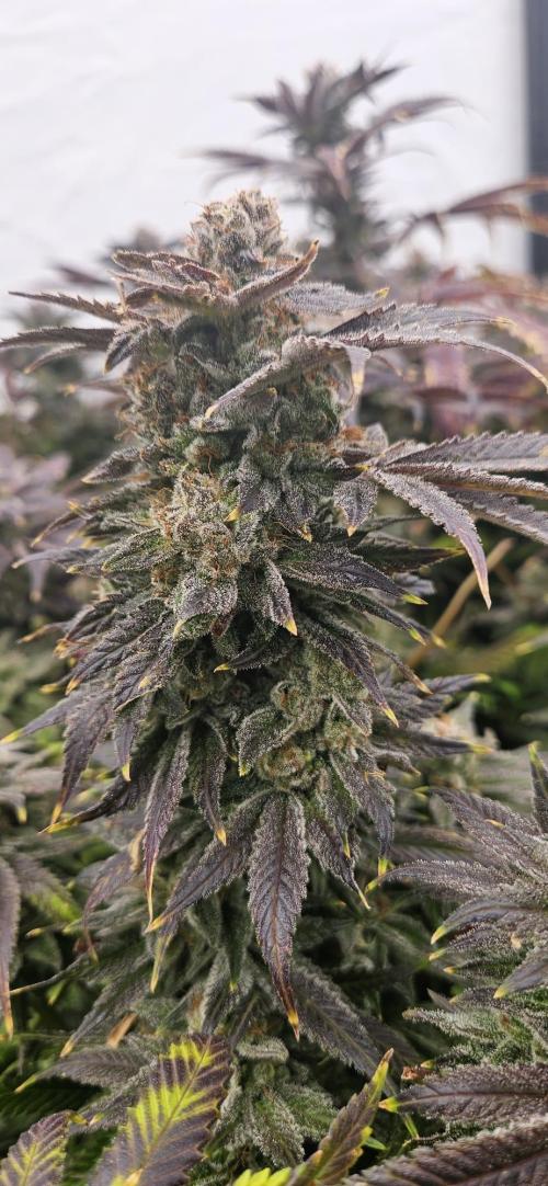 Black Domina. Week 9