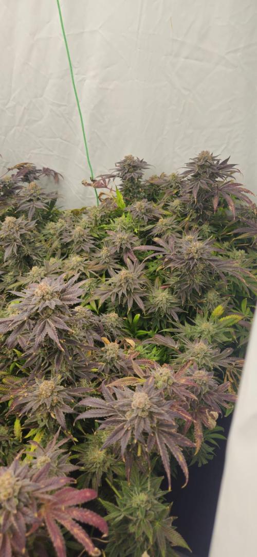 Black Domina. Week 9
