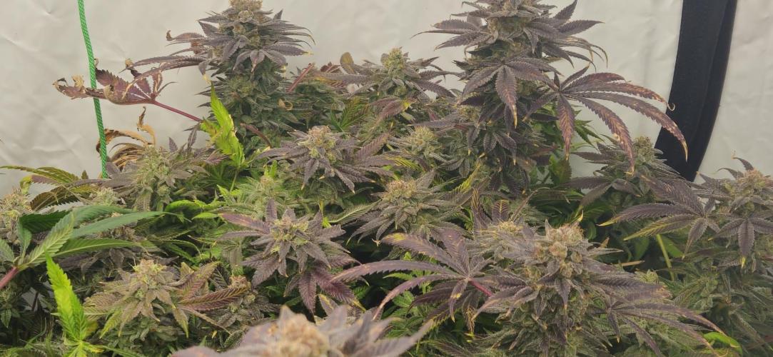 Black Domina. Week 9