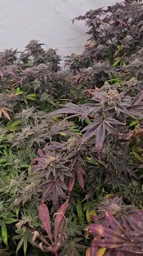 Black Domina