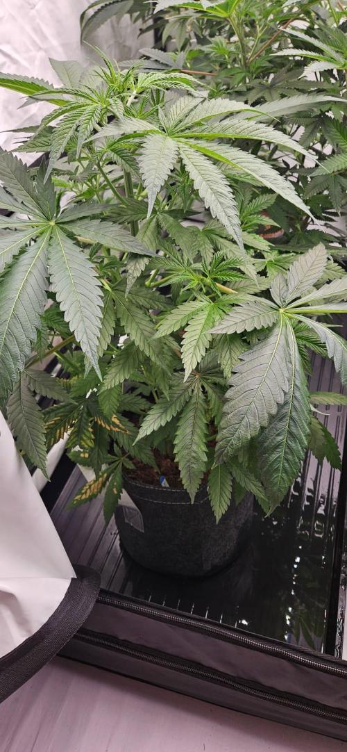 Northern Lights. Week 5