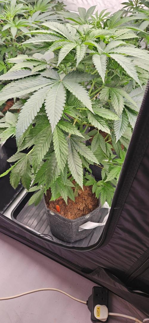 Northern Lights. Week 5