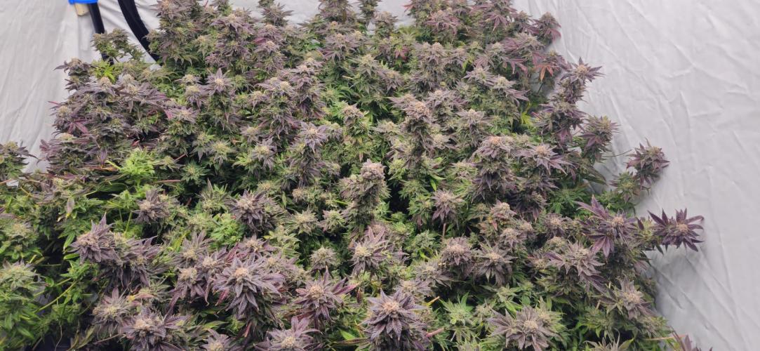 Black Domina. Week 10