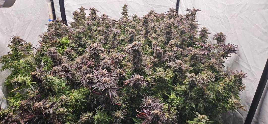 Black Domina. Week 10