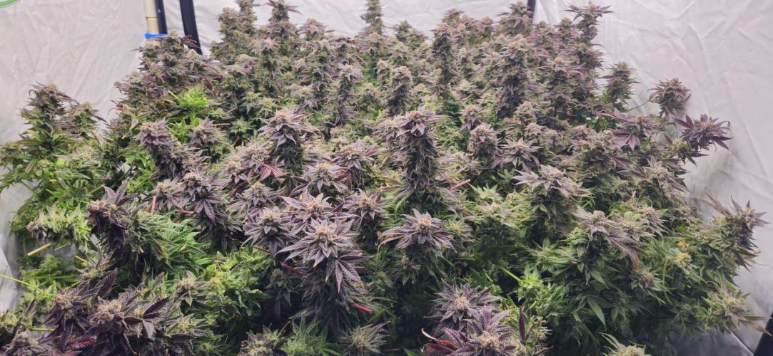 Black Domina. Week 10