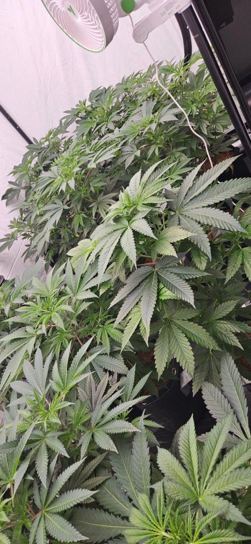 Black Domina #2. Week 6