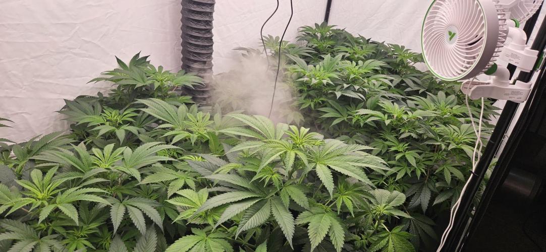 Black Domina #2. Week 6