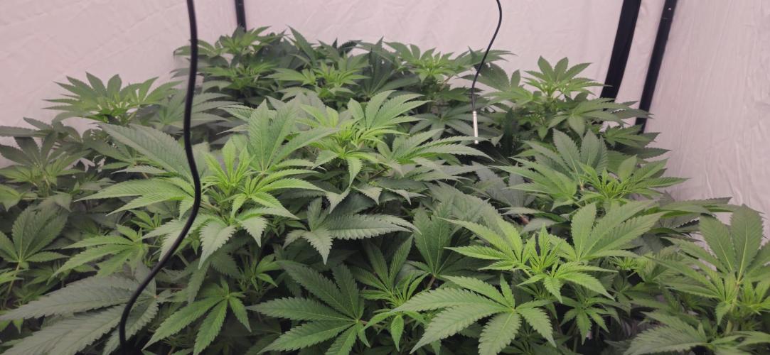 Black Domina #2. Week 6