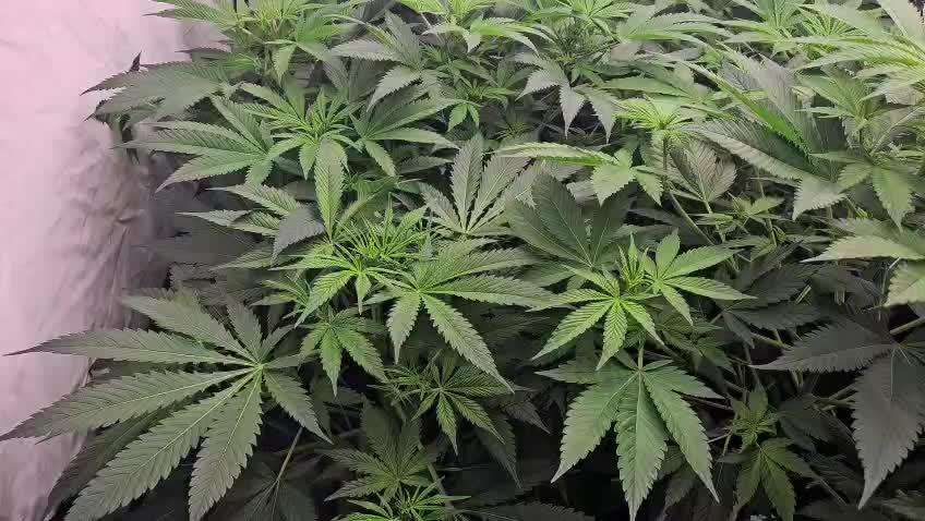 Black Domina #2