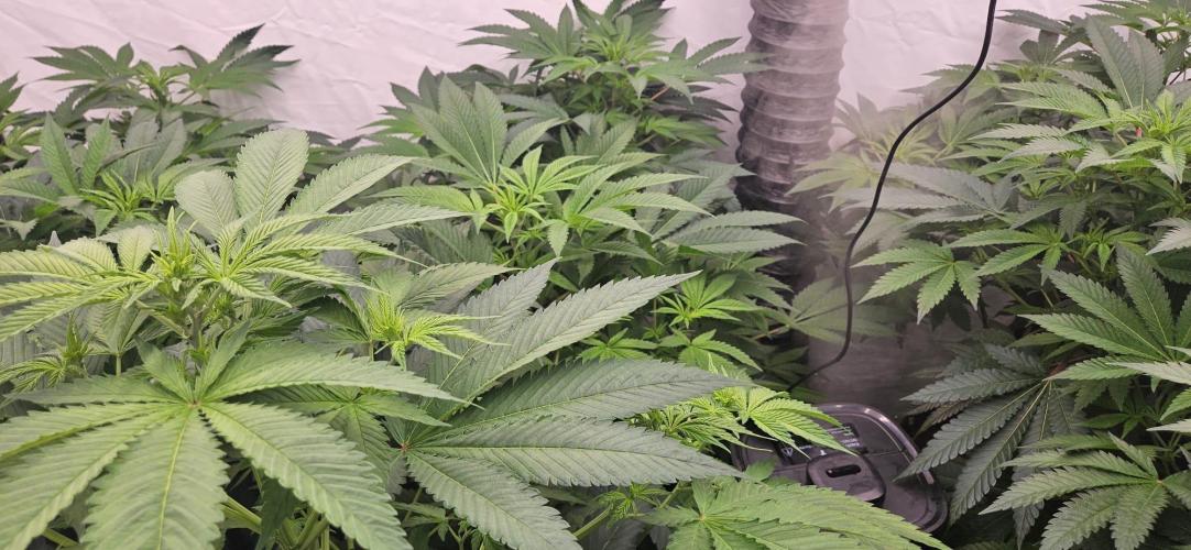 Northern Lights. Week 6