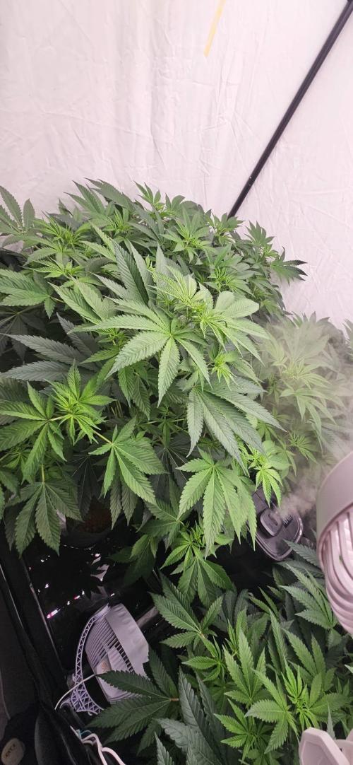 Northern Lights. Week 6