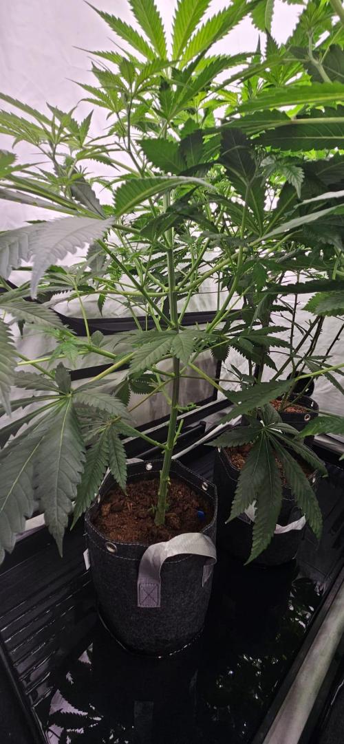 Northern Lights. Week 6