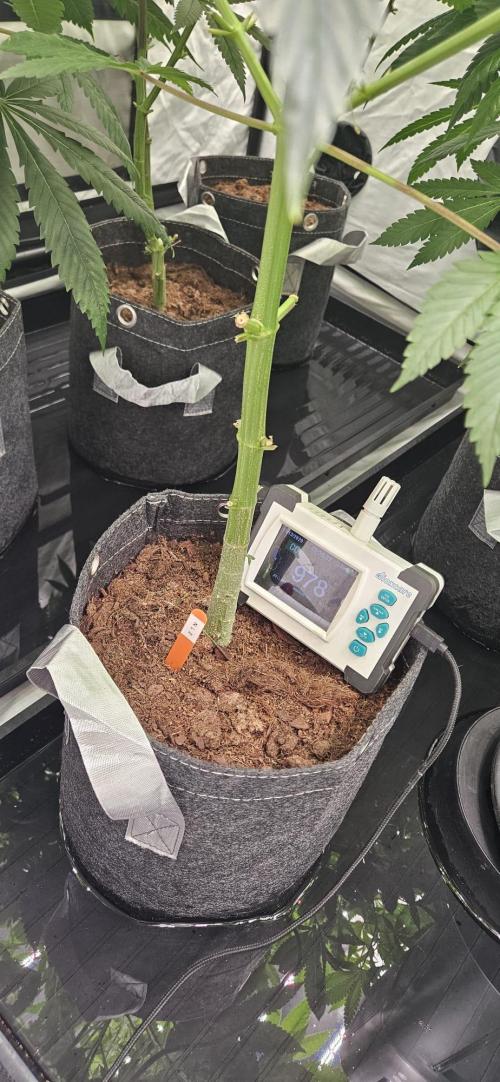 Northern Lights. Week 6