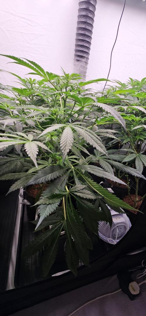 Northern Lights. Week 7