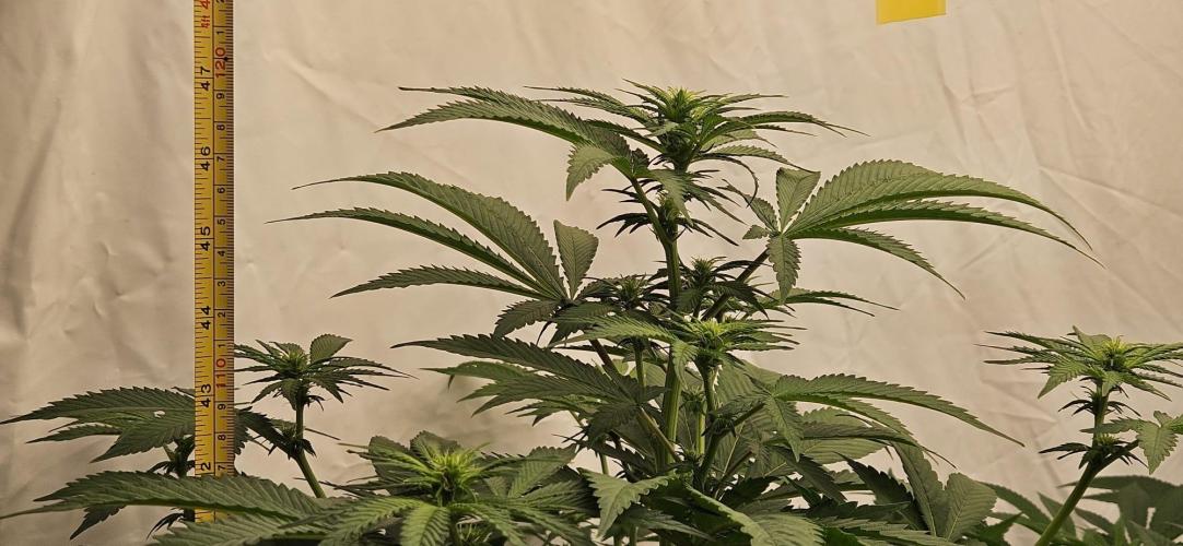 Northern Lights. Week 7