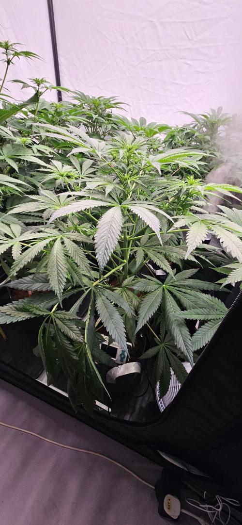 Northern Lights. Week 7