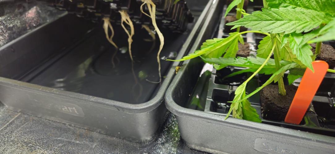 Northern Lights. Week 7