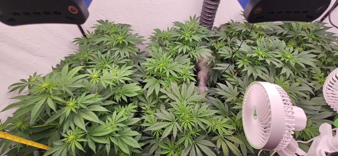 Black Domina #2. Week 7