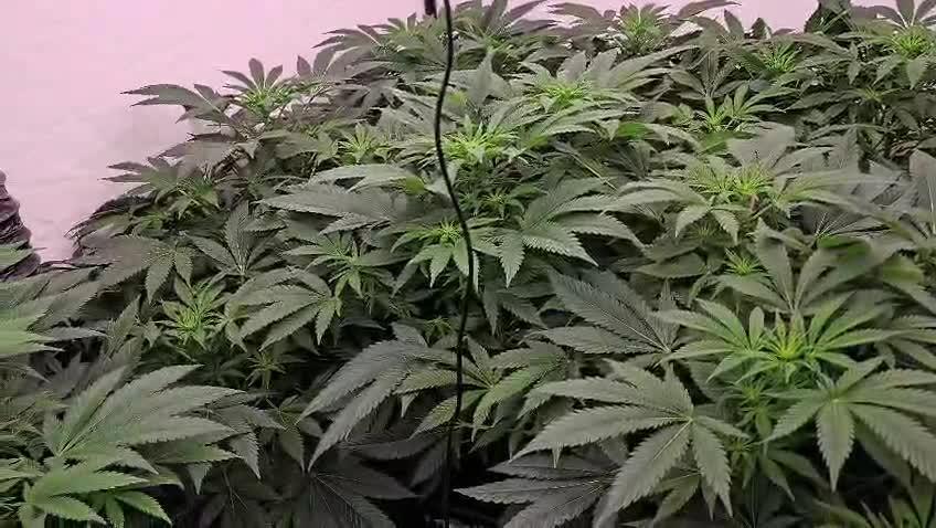Black Domina #2