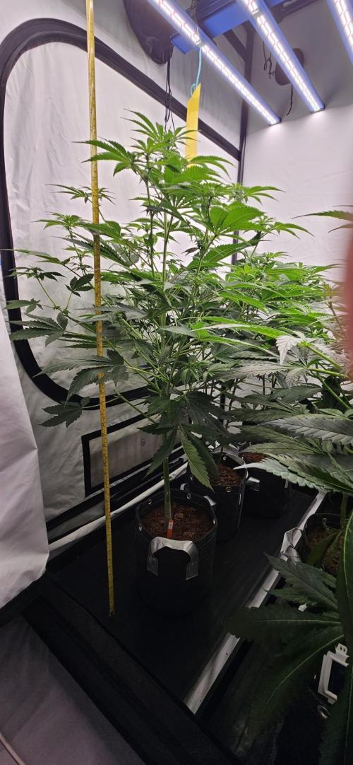 Northern Lights. Week 8