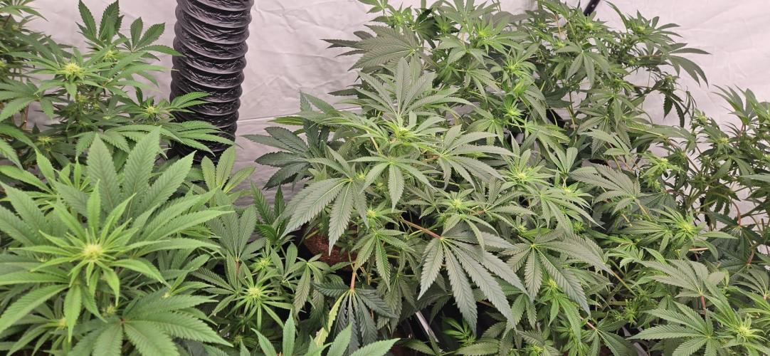 Black Domina #2. Week 8
