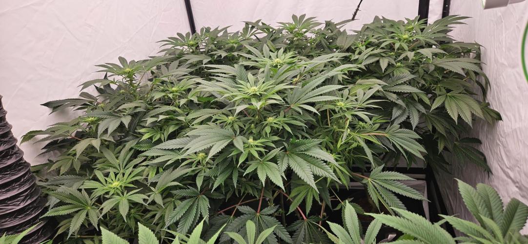 Black Domina #2. Week 8
