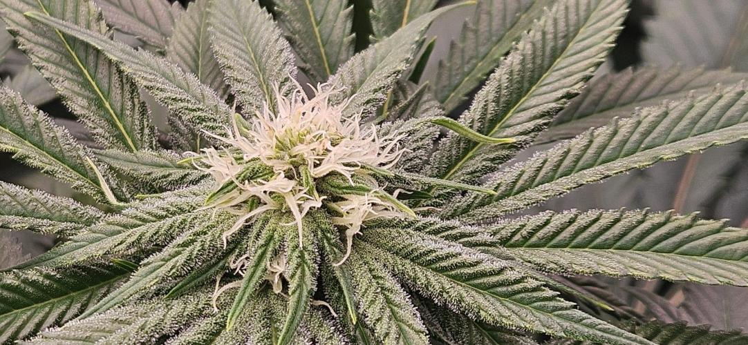 Black Domina #2. Week 8