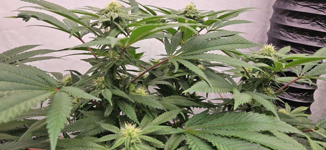 Black Domina #2. Week 8
