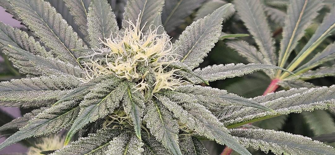 Black Domina #2. Week 9