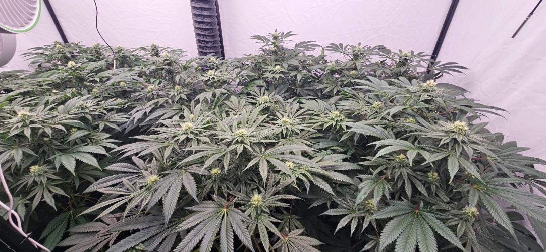Black Domina #2. Week 9