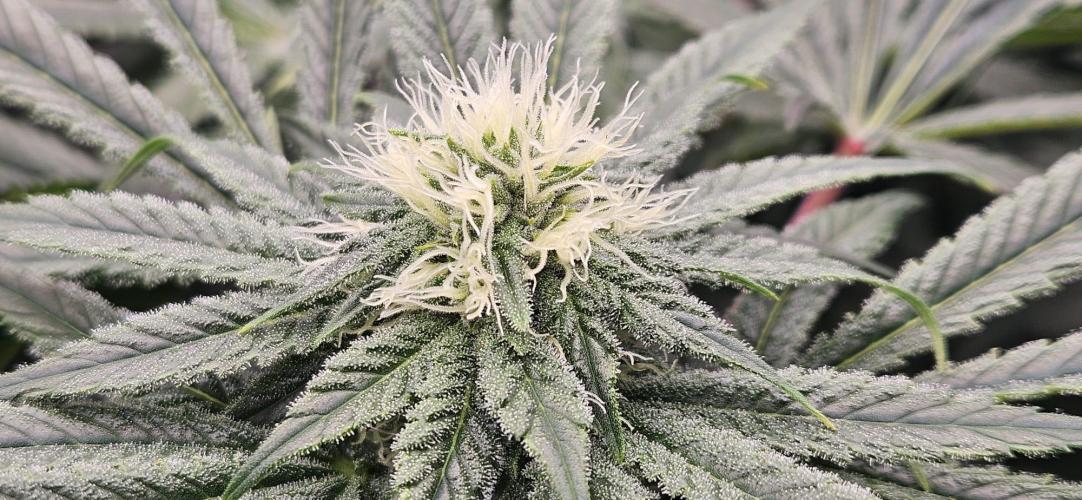 Black Domina #2. Week 9